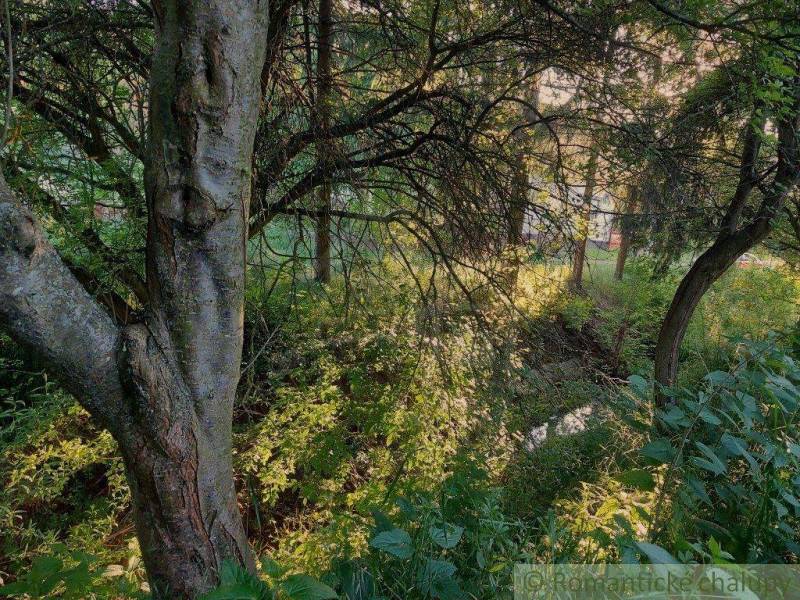 Gardens hide a dense forest growth with ferns. Impressive shadows add a mysterious touch.