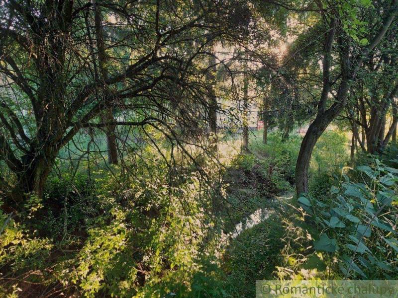 A forest garden with trees and the sun shining through the branches.