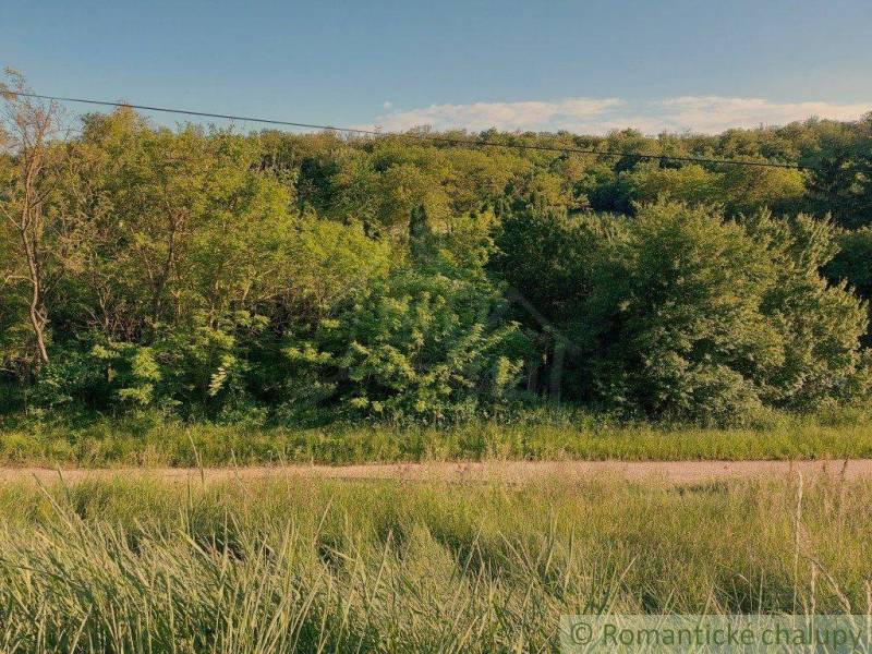 Green landscape with dense trees and grass, ideal for gardens and peaceful relaxation.
