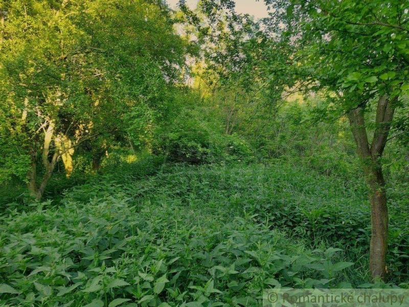 Dense vegetation and trees in the summer garden create a sense of wilderness and privacy.