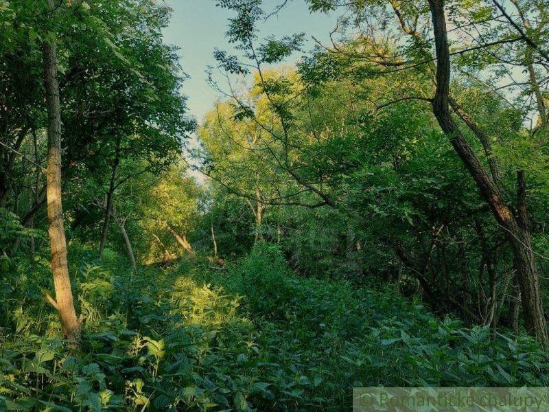 The greenery of tall trees and dense bushes creates a magical atmosphere in the garden.