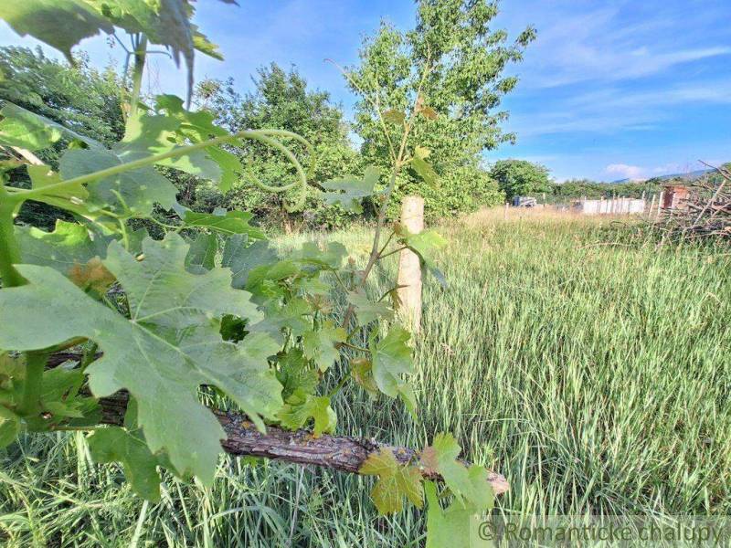 Greenery, vineyard, and expansive lawn in a picturesque living environment.