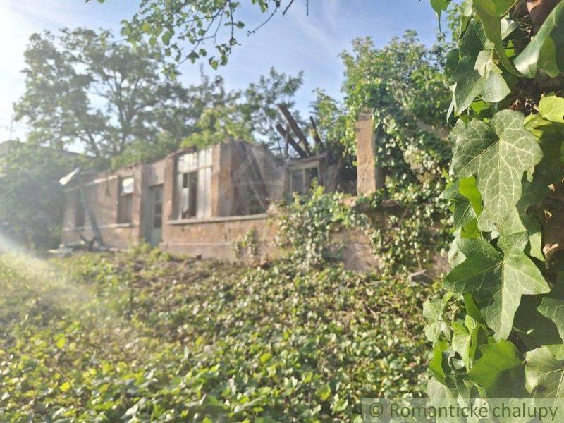 An old house overgrown with ivy, surrounded by trees and sunlight.
