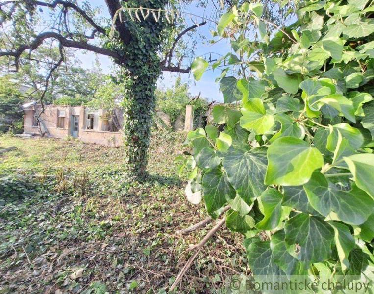 An older house surrounded by greenery and a tree, ideal for renovation for residential purposes.