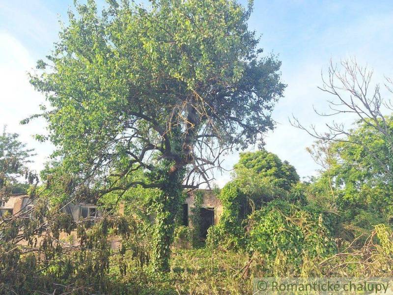 A tree surrounded by vegetation, with old buildings visible, ideal for residential plots.