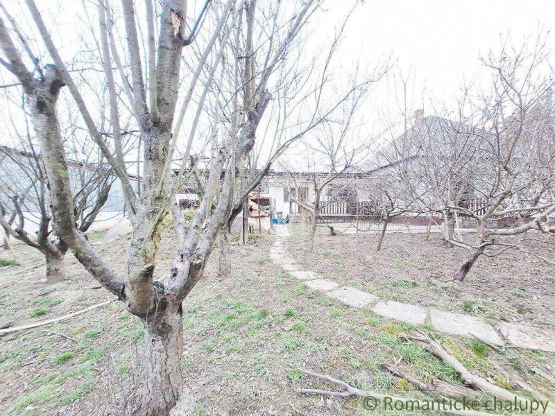 In the picture, there is a garden with fruit trees and a family house in the background.