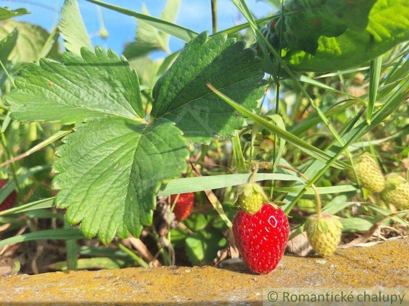 Strawberries and gardens: a red strawberry among green leaves in the garden.