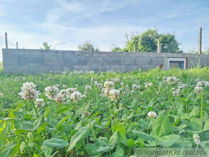 A blooming meadow with clover and gardens with a low wall in the background.