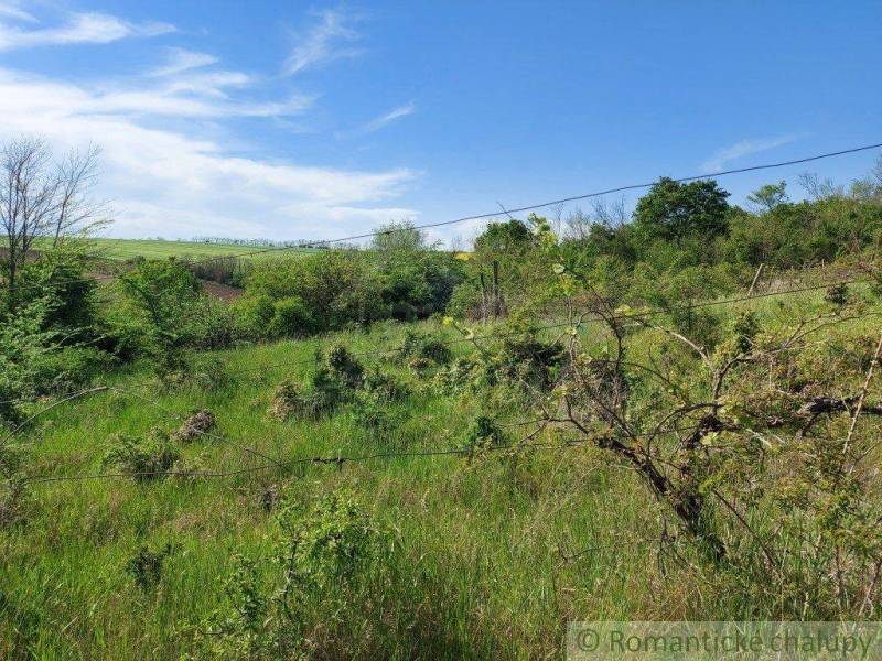 A grassy area with shrubs and a clear blue sky, ideal for a garden or relaxation.