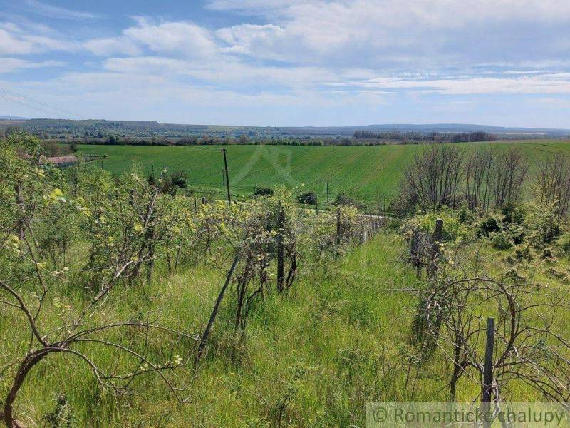 Vineyards with a view of extensive green fields surrounded by meadows and gardens.