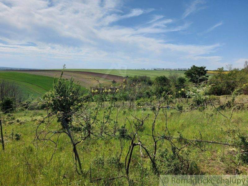Hilly landscape with blooming shrubs in the countryside, ideal for gardens and walks.