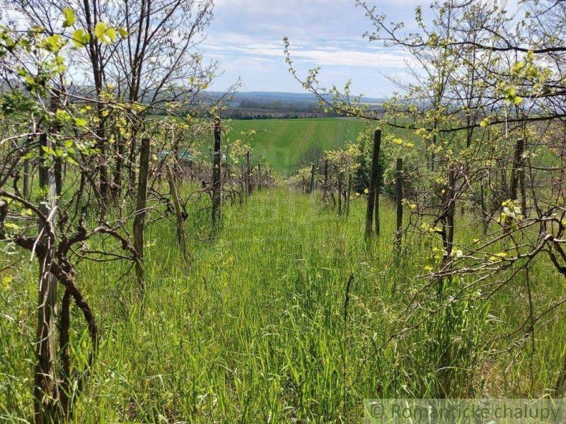 Green vineyards with grapevines, spring nature, blue sky, and picturesque gardens.