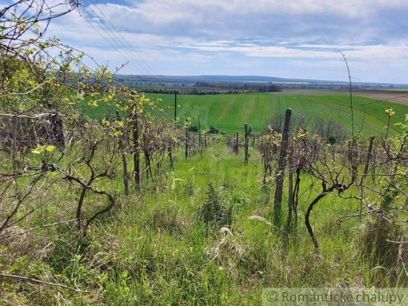 Vineyards surrounded by green fields, beautifully harmonized with the blue sky and gardens.