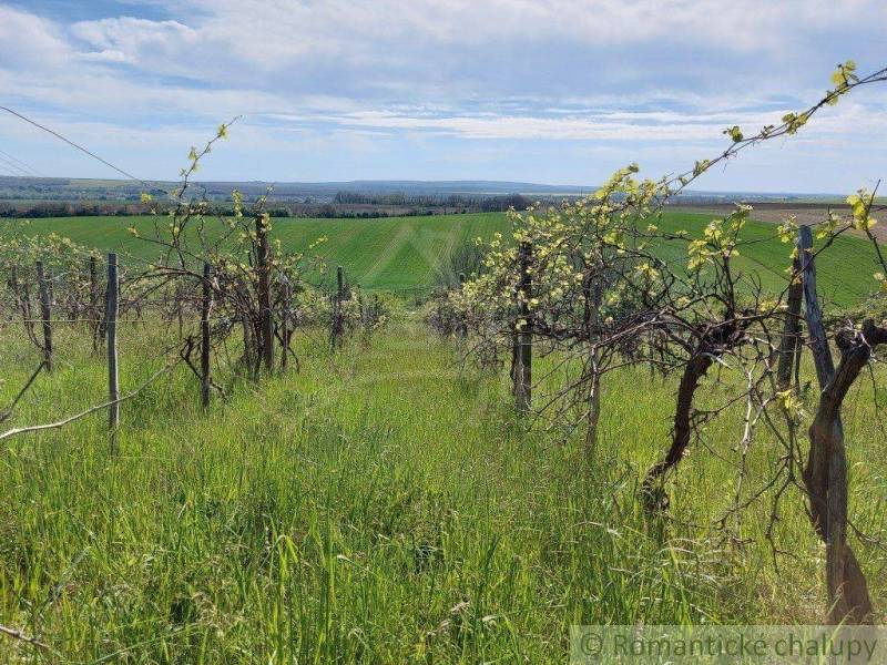 Vineyards in a vast land, green grass, clear sky, nature in gardens.