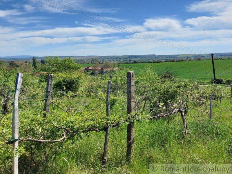 Vineyards in the countryside, surrounded by nature and gardens, with a beautiful view of the surroundings.