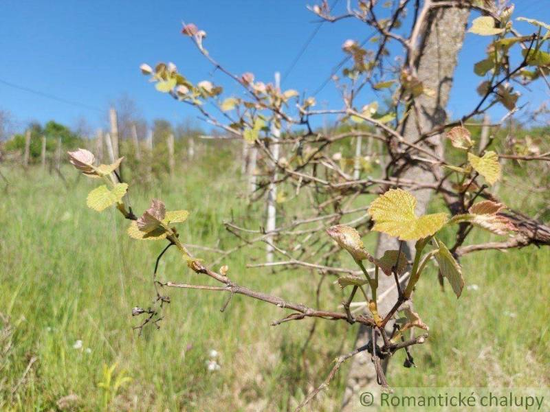 A vine branch with young leaves in a green garden under a blue sky.