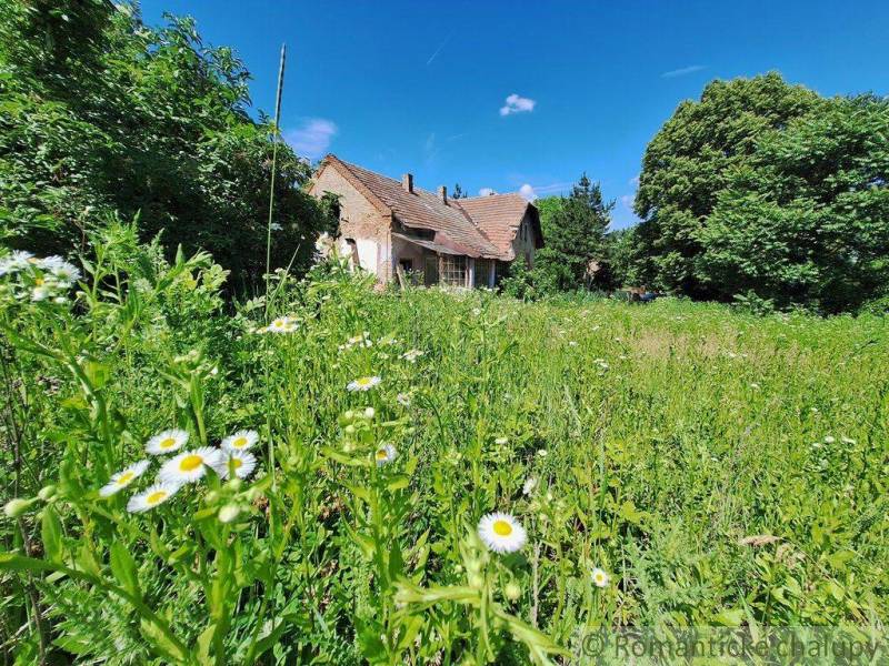 A family house is surrounded by nature with grass and flowers in sunny weather.
