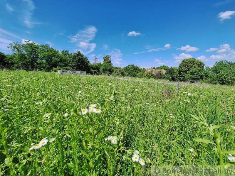 A blooming meadow, blue sky, trees in the background, and a family house.