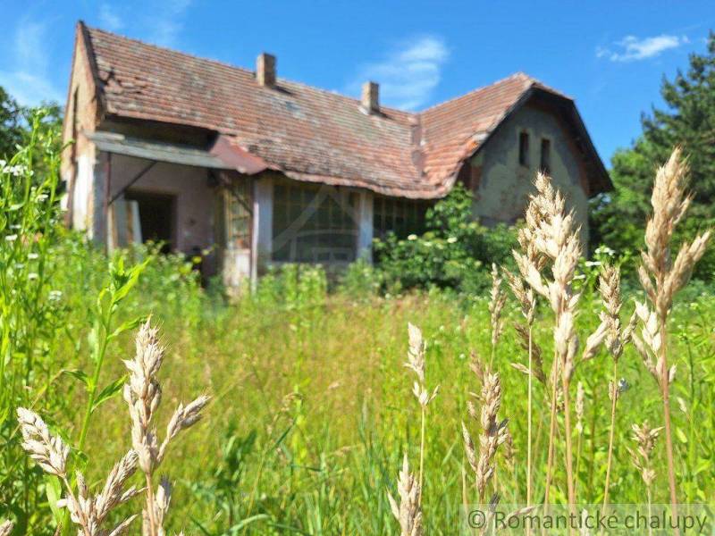 An old family house in an overgrown garden with wild grass and a blue sky.