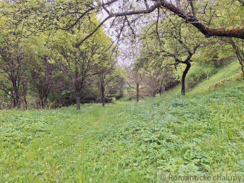 Green meadow with fruit trees near the cottage in Veľké Rovné.