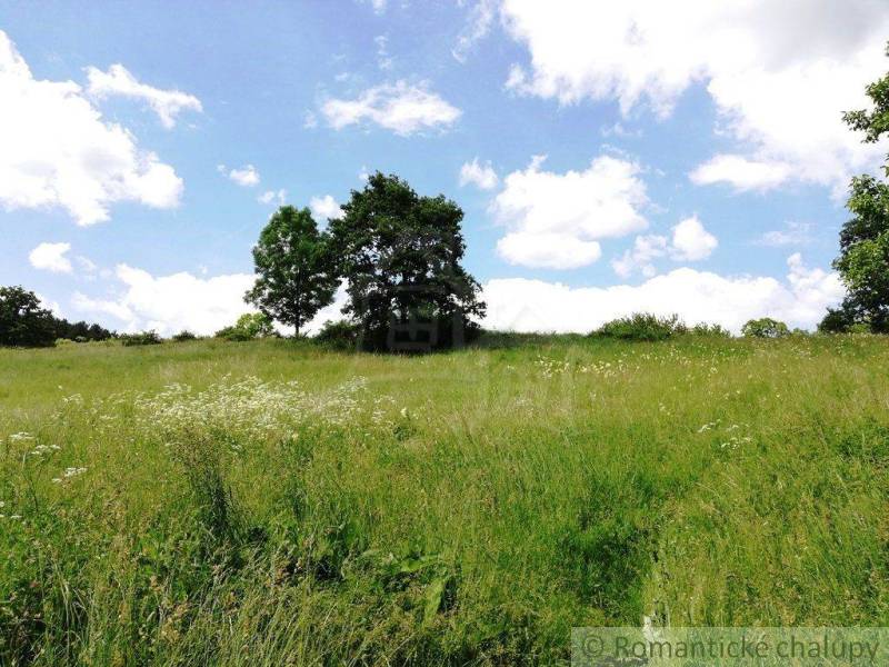 A meadow with blooming flowers and trees under a blue sky, ideal for gardens.