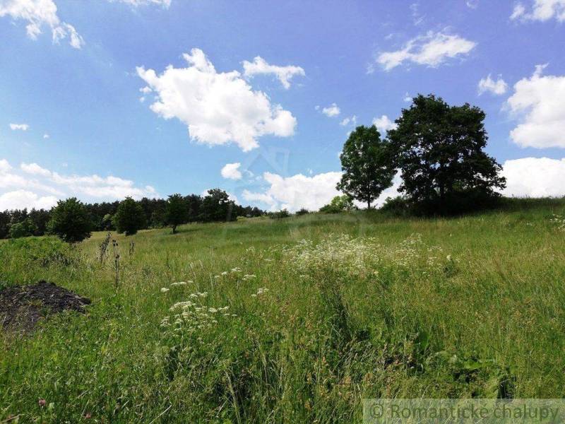 A meadow with tall grass, trees, and clouds on the horizon, ideal for gardens.