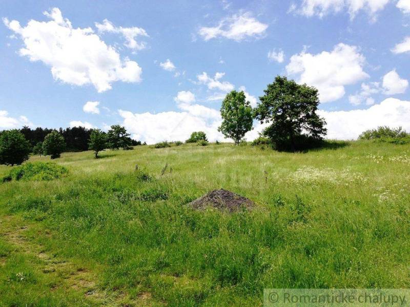 In the picture, there is a green meadow with tall grass, trees, and a blue sky. Gardens of nature.