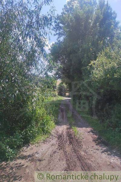 A snowy road in a forested area, ideal for plots and living in nature.