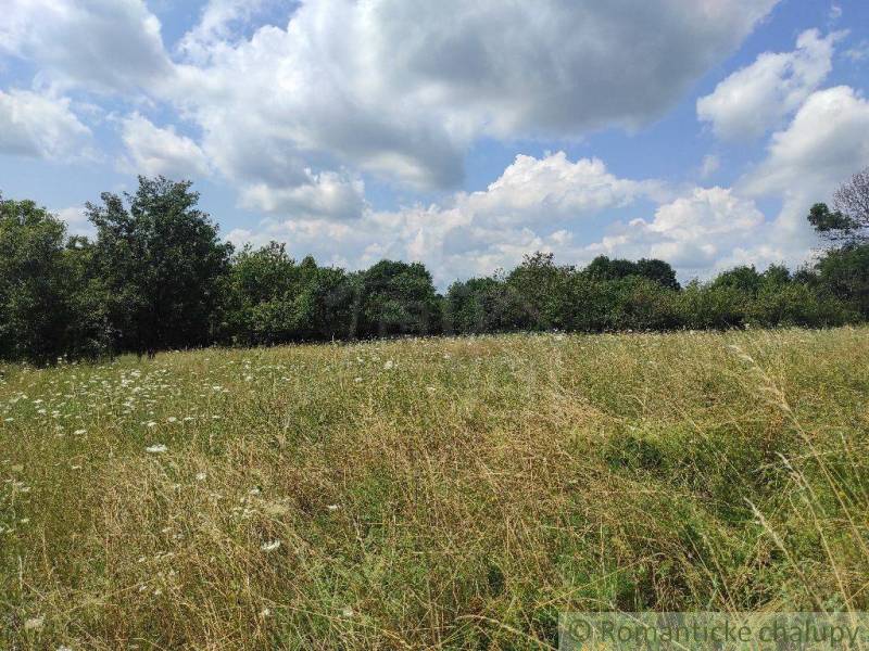 A meadow with tall grass, blue sky, and trees in the background. A peaceful place for plots.