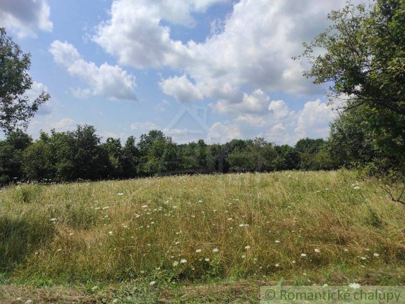 A blooming meadow surrounded by trees under a blue sky. Suitable for living and plots.