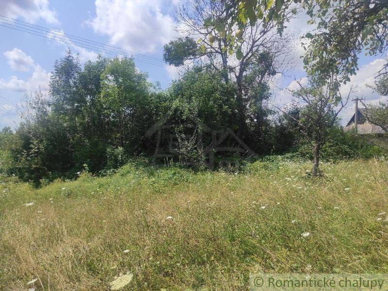 Greenery and trees on an unprotected plot offering opportunities for living in nature.