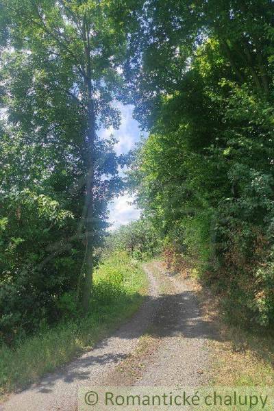 A forest path surrounded by trees provides a relaxing space, promoting peace and grounding.