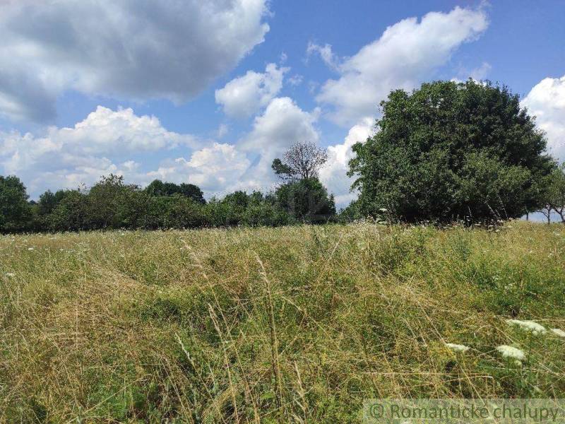 A meadow with lush grass and white flowers, surrounded by trees and a blue sky.