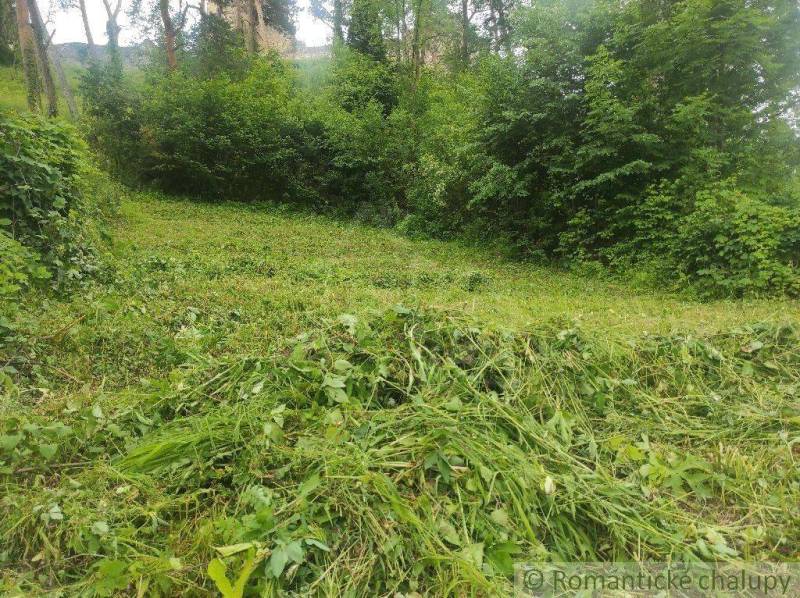 Mowed grass on a green plot surrounded by trees, ideal for living.
