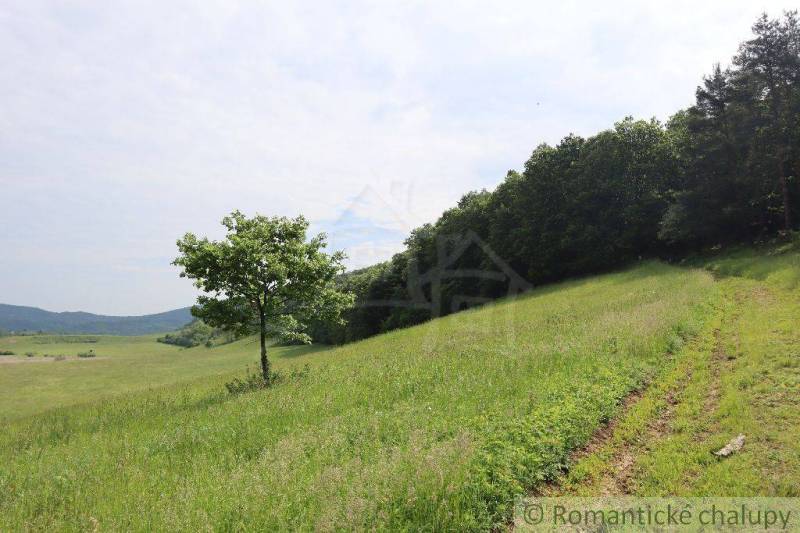 Green meadow on a slope with a solitary tree, enjoy nature and tranquility near the family house.