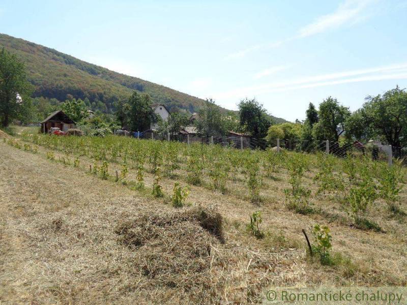 The vineyard grows by the family house, with the hills in the background creating beautiful scenery.