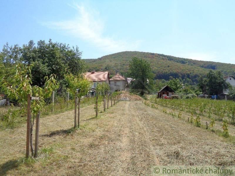 A wide meadow with fruit trees next to a family house and a wooded hill in the background.