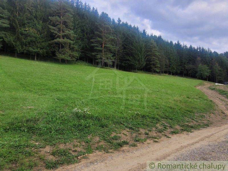 A green meadow near the forest, ideal for gardens and recreation in nature.