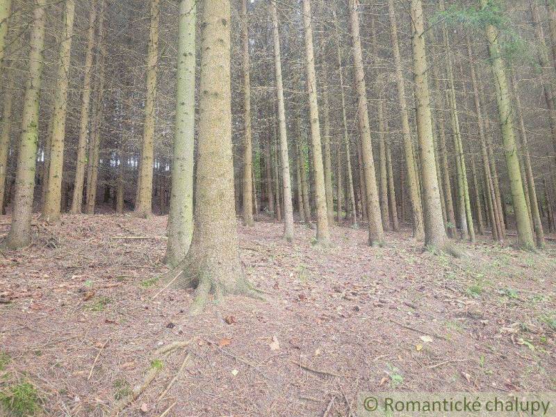 A dense forest with conifers, natural peace and quiet, surrounded by greenery and gardens.