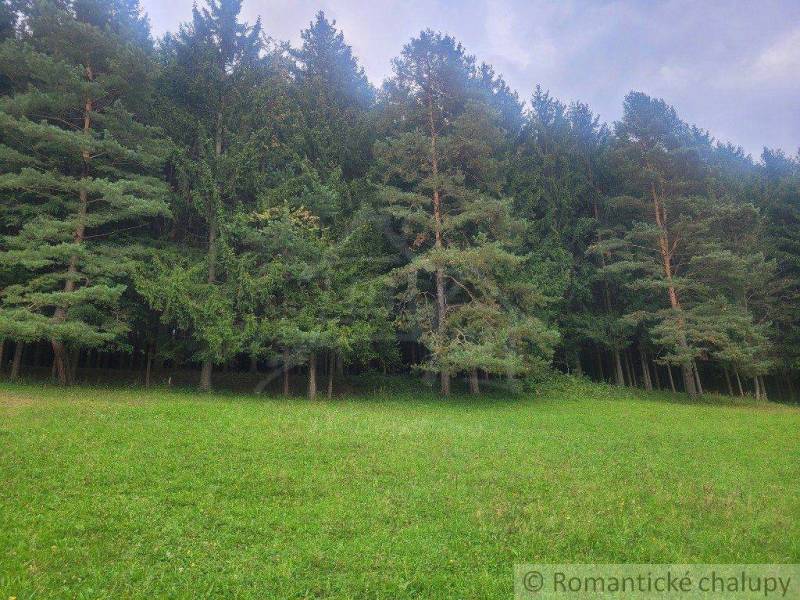 A green meadow in front of a dense forest, ideal for relaxation and gardens in nature.