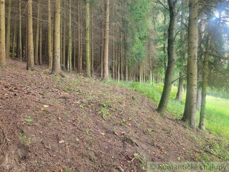 A dense forest with trees and a green meadow on the slope resembles the beauty of nature and gardens.