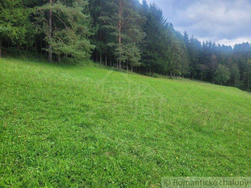 A fresh green meadow borders a dense forest, ideal for relaxation and gardens.