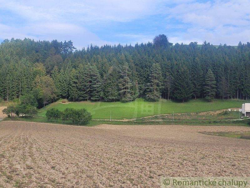 In the picture, there are fields and a pine forest at the edge of a garden in a natural setting.