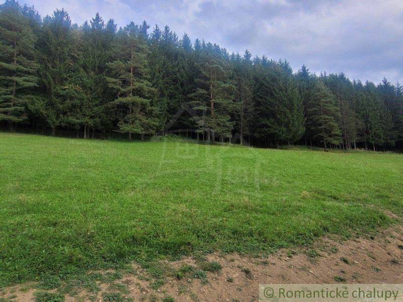 A meadow with a pine forest and sky near the forest, nature for gardens and relaxation.
