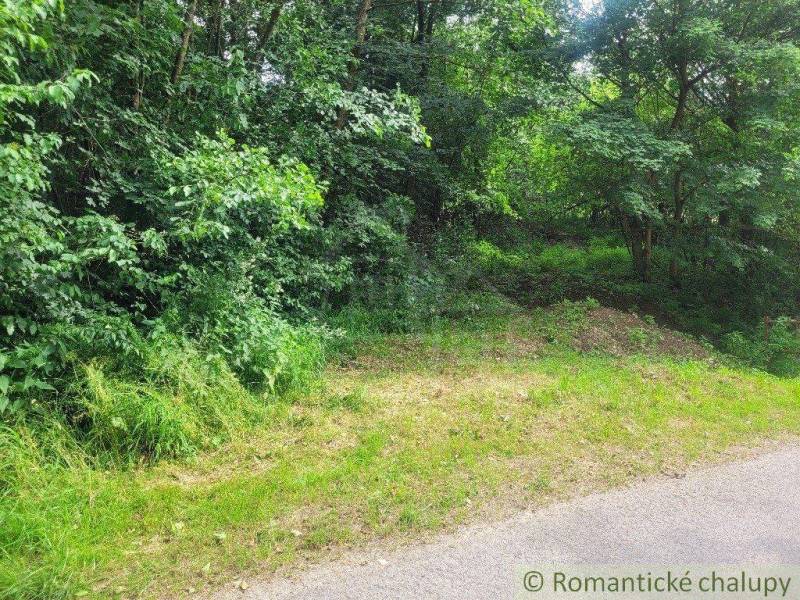 A path surrounded by dense greenery, an ideal place for agricultural and forest land.