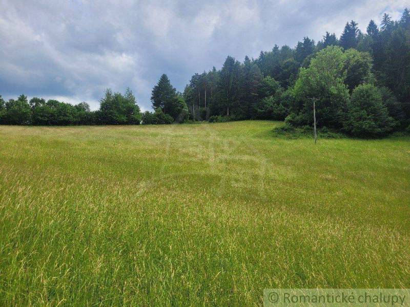 A green meadow with tall grass and a forest in the background, ideal for agricultural and forestry land.