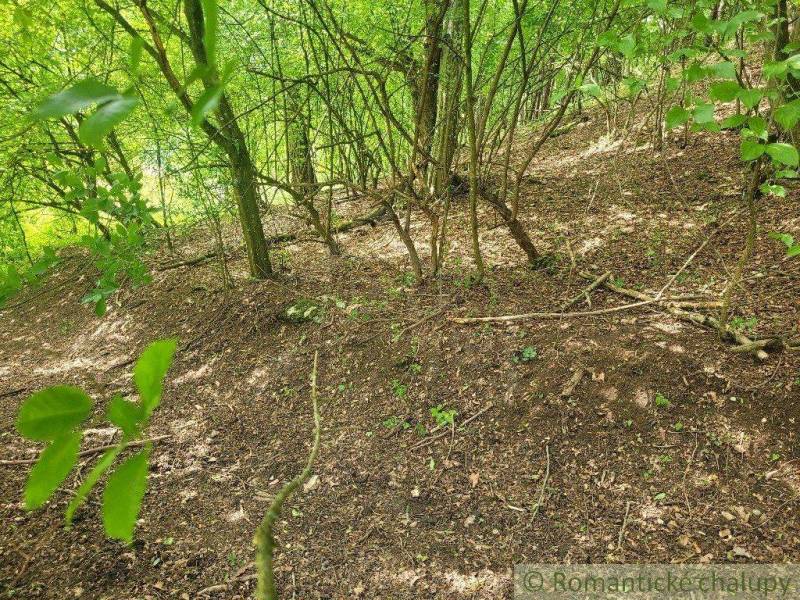 Forest stand with dense trees on a slope, ideal for agricultural and forest land.