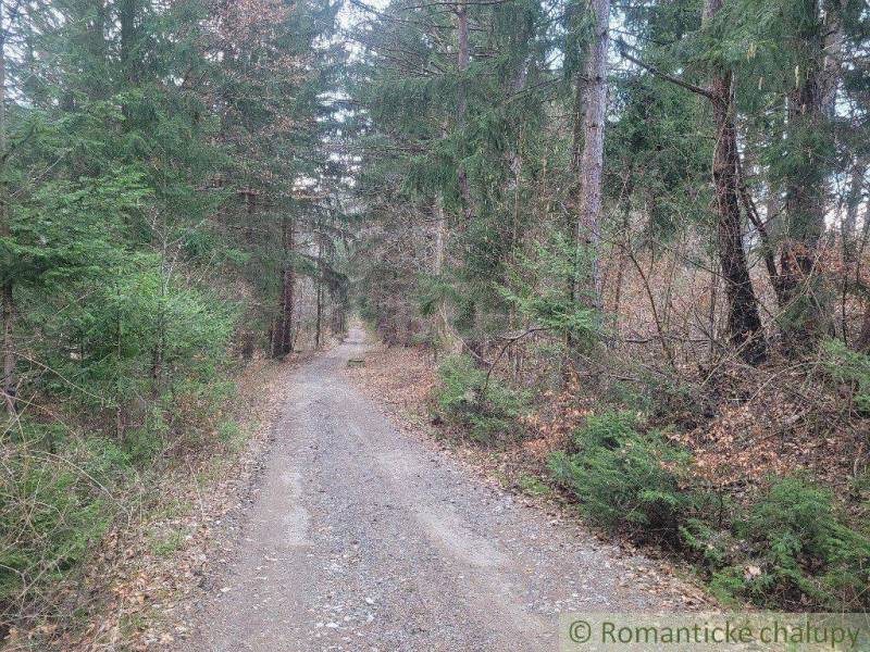 A forest path surrounded by trees and shrubs, ideal for exploring nature and gardens.