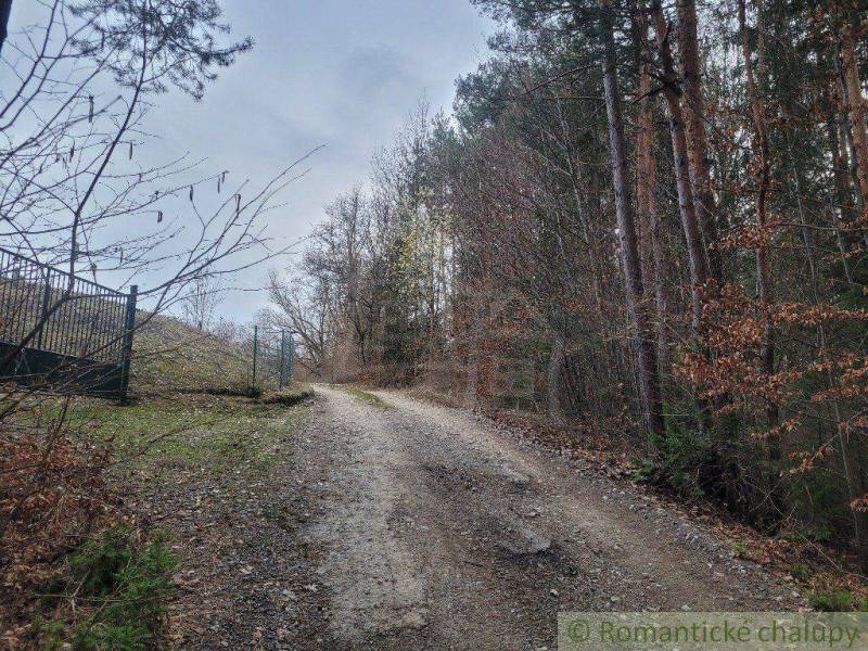 The forest path leads along the fence into the dense forest in nature and gardens.