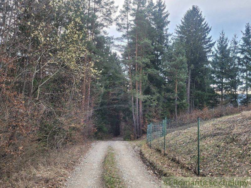 Forest path next to a fence on the edge of the forest, countryside in nature and gardens.